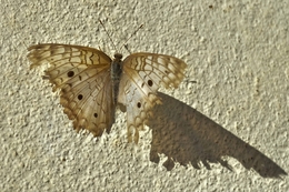 borboleta velha 