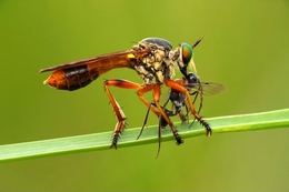 RobberFly 