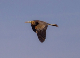 GARÇA VERMELHA, Ardea purpurea 