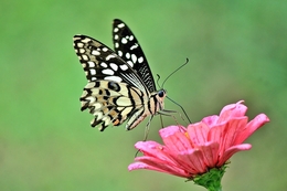 Papilio Demoleus 