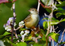 Fuina-dos-Juncos (Cisticola juncidis) 