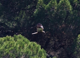 ÁGUIA CALÇADA, Aquila pennata 