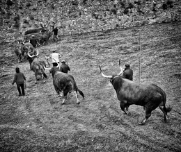 Dança com bois e vacas 