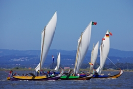 Regata de Moliceiros 