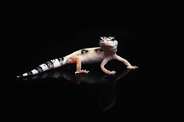 Gecko Smile 