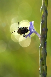 Bee 