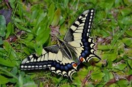 Butterfly* 