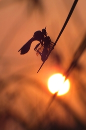 Robberfly in Sunset  