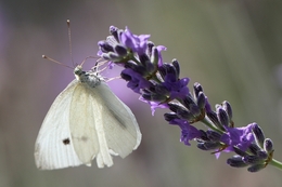 Pieris rapae 