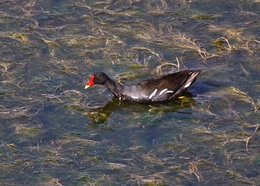 GALINHA D'ÁGUA, Gallinula chloropus 