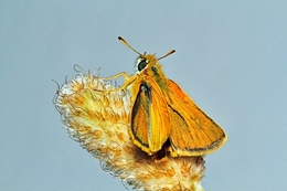 Borboleta 