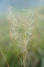 Spider Cup 