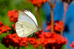 Butterflying 