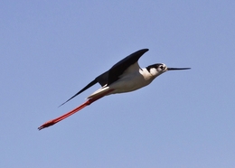 AERODINÂMICA E ELEGÂNCIA 