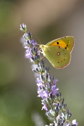 Colias croceus 