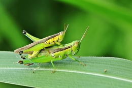 Grasshopper in Love 