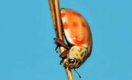 Ladybird sp. 