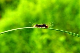 beautiful caterpillar 