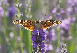 VANESSA CARDUI 