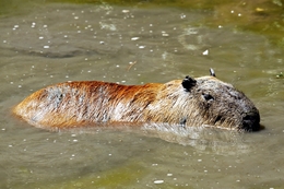 Banho de lama___O meu preferido! 