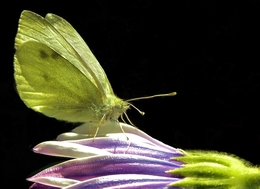 Un beau papillon vert 