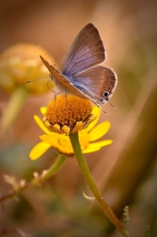 A minha borboleta azul 