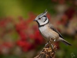 Parus cristatus 