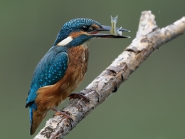 Alcedo atthis 