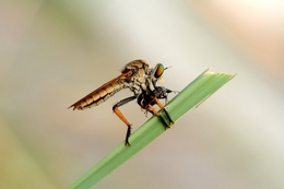 Robber Fly 