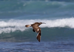 MAÇARICO-GALEGO, Numemius Phaeopus  