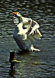 O PATO A SACODIR AS ASAS 