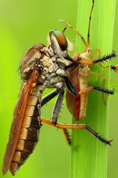 Robber Fly 