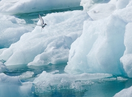 Andorinha do Ártico- Islandia 