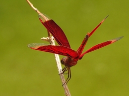 Backpose Dragonfly 
