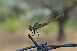 hdr firefly 