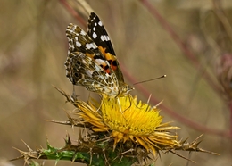 VANESSA CARDUI 