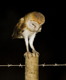 À PROCURA DE CAÇA, Tyto alba 