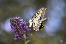 Papilio machaon 