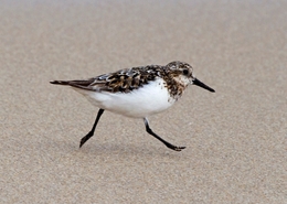 SPRINTER,   Pilrito-das-praias, Calidris alba 