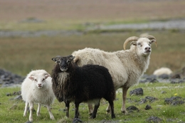 Ovelhas islandesas 