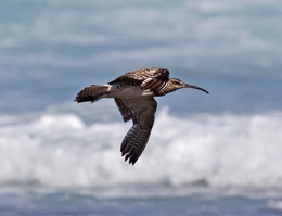 MAÇARICO GALEGO, Numenius phaeopus 