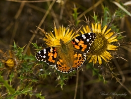 VANESSA CARDUI 