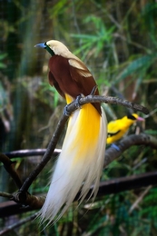 Bird of paradise 