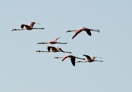 Flamingos  