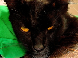 Belo Gato Negro 