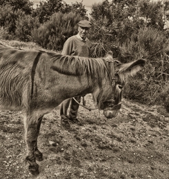 O homem e o burro 