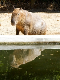 Capivara 