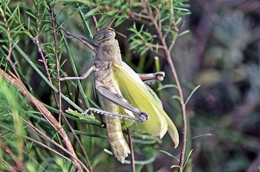 Metamorfose do Gafanhoto 