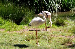 Flamingos 