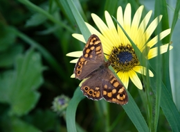 Borboleta 